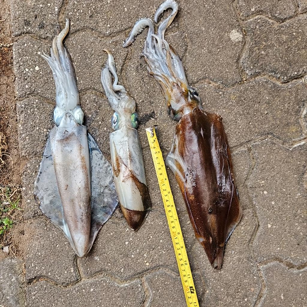 Tintenfischköder Leuchtender Tintenfisch-Jig Kunstköder Sinkend Schwimmfuß-Oktopus Sepia Meeresangelköder Garnelenköder