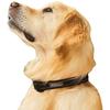 Regatta Premium Dog Collar