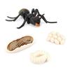 Simulation Ants Animal Life ,insect Growth Model Life Educational Black Ants - RIpj