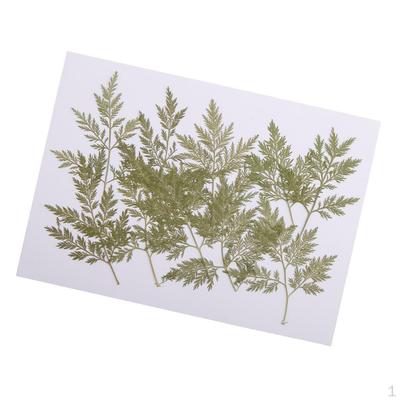10 kusů Zelené lisované sušené Artemisia carvifolia Listové listy Herbář na šperky Přívěsek Prsten