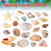 Calendar Advent 24 Days Countdown Calendar Scientific Seashells Model Educational Tool For Daily Family Activity Home School