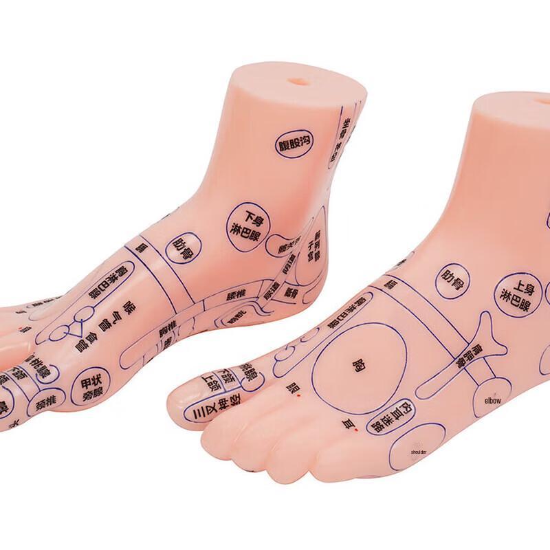 XINMAN Human Foot Anatomy Model
