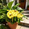 Yellow Bee-shaped Bee Watering Station Garden Stakes Decorations Honeycomb Water Dispenser Insect Drinking Bowl Butterfly Feeder