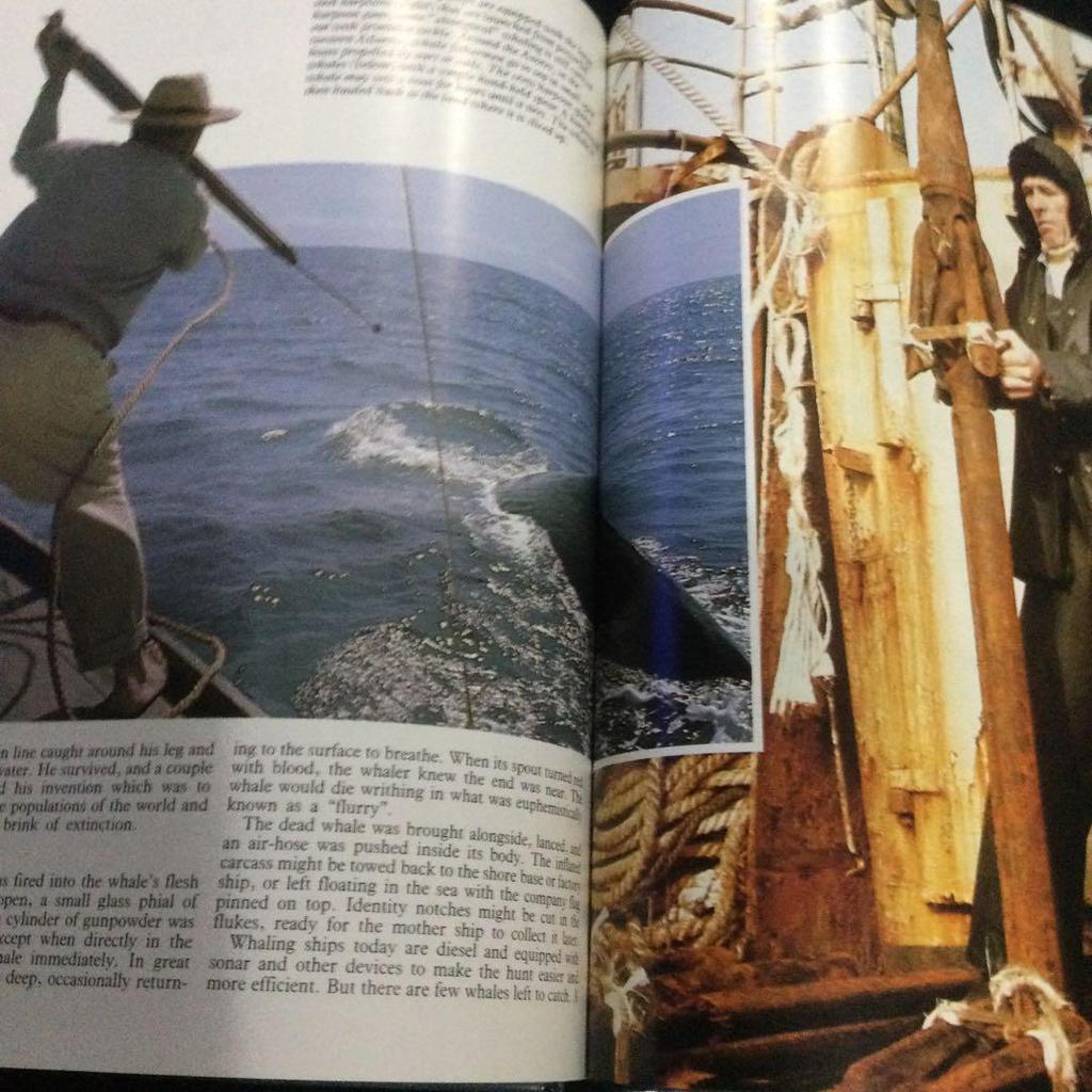 [USED] Whales Photo Books Foreign Books Whales English Mammals Animals Sea Nature