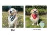 Pet Bib Triangle Scarf for All Dogs: Golden Retriever, Samoyed, Shiba Inu