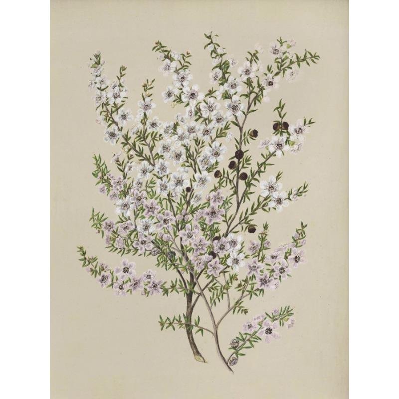 Vintage Beauty Style Botanical Flower Floral Gallery Art Poster Canvas Painting Wall Prints Picture for Living Room Home Decor