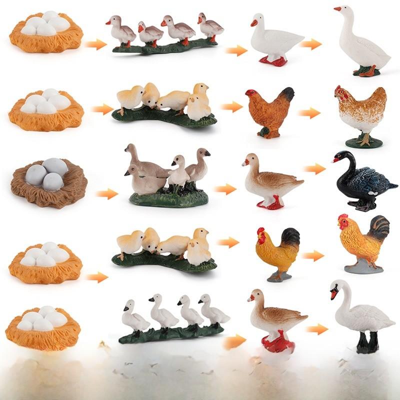 Static Poultry Animal Model With Incubation Process Display For Kids Educational Toy
