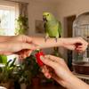Hand Twisted Bird Call Trainer Realistic Bird Caller Creative Sound Maker  Outdoor Play