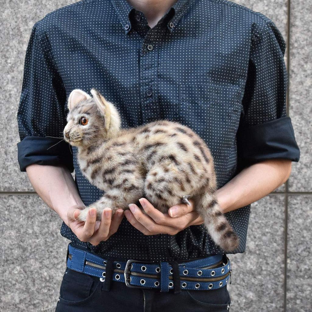 BH7844 HANSA Bengal Wildcat 35