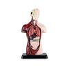 Customized Human Torso Anatomy Model for Children's Science Education