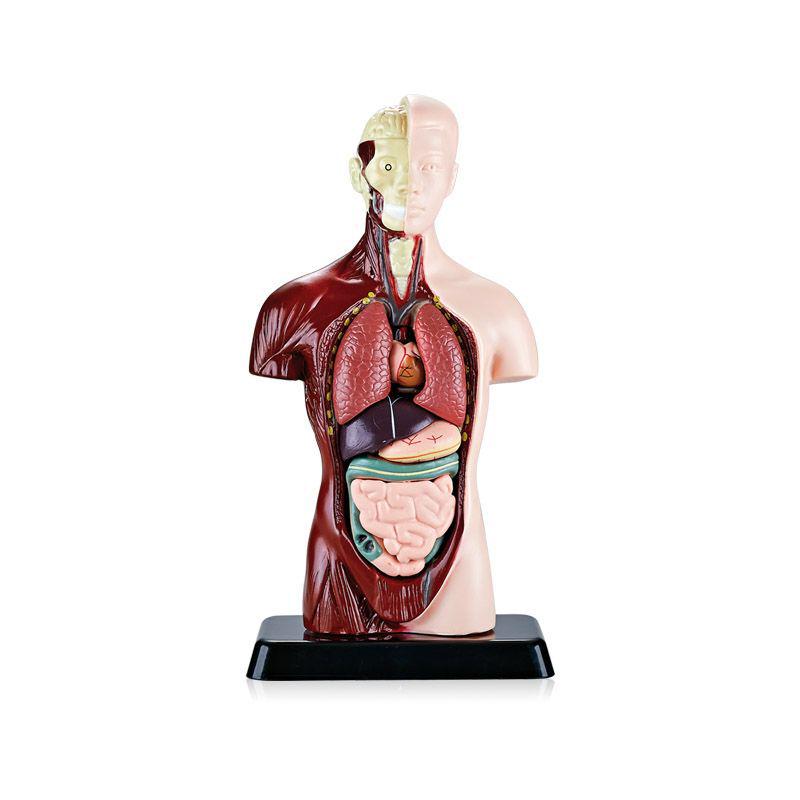 Customized Human Torso Anatomy Model for Children's Science Education