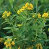 50 Mexican Tarragon Seeds (Lucida Marigolds) - Semi-Wild Permaculture