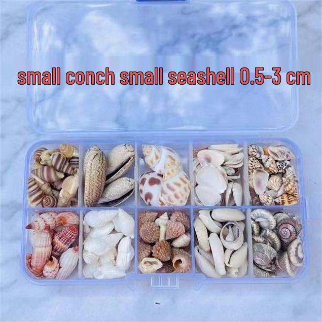 Handmade Decorative Seashells & Starfish for Fish Tanks: Landscaping, Painting, Specimens, Whelks, Hermit Crabs
