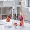 Set Bundle Modelli Anatomia Umana, Cervello, Tronco Corporeo Umano, Cuore, Set Modello Scheletro di 4 Pezzi, Strumenti di Studio Modelli 3D Pratici Modelli Didattici per la Fisiologia