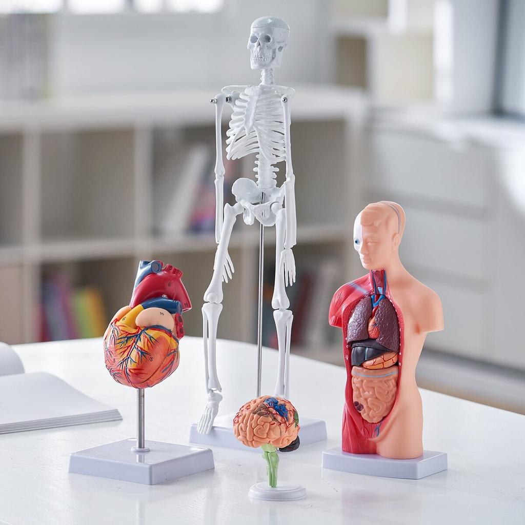 Set Bundle Modelli Anatomia Umana, Cervello, Tronco Corporeo Umano, Cuore, Set Modello Scheletro di 4 Pezzi, Strumenti di Studio Modelli 3D Pratici Modelli Didattici per la Fisiologia