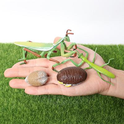 Cycle Ornaments Cycle Mantis Figurine Praying Mantis Toy Life Cycle Figures Snail Growth Cycle