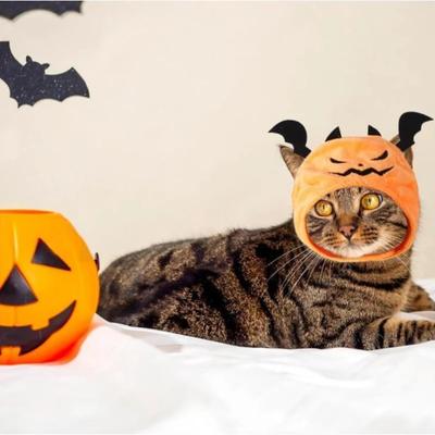 Pet Halloween Hat Teddy Dress Up Bat Pumpkin Party Headwear Cat Cute Headgear Ghost Festival Party Pet Costume Cat Supplies