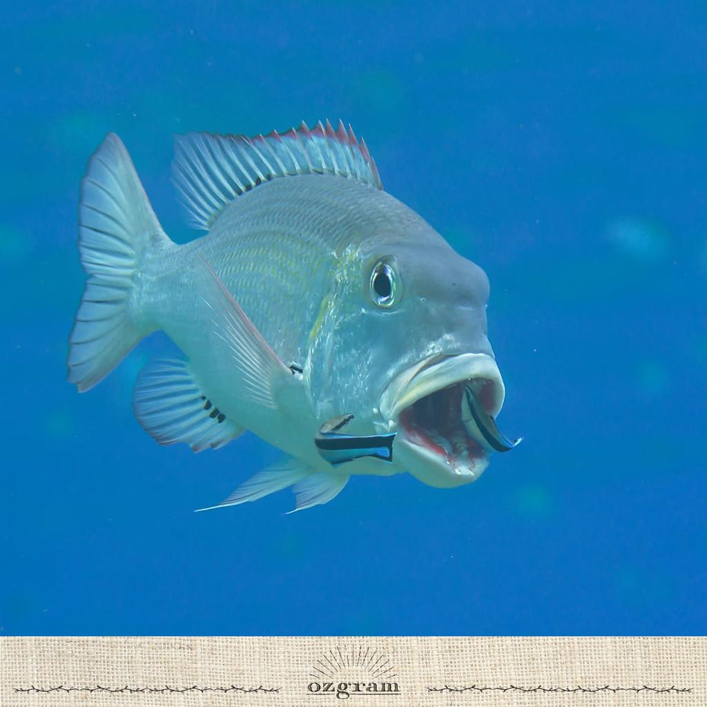 Electronic Float Electric Float Hera Night Chemical Red Green Night Ocean Luminous Cone Set of CR425 Batteries Sold Separately [0.5] Float, Float,