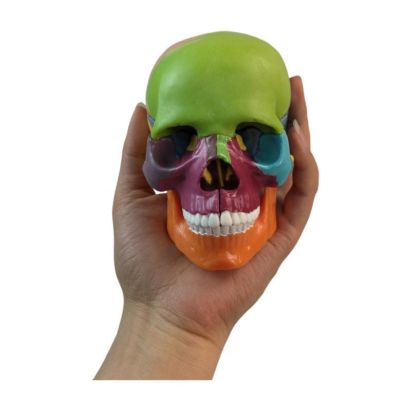 Detachable Colored Skull Model - 15 Parts for Medical, Aesthetic & Dental Teaching