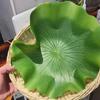 5Pcs 18/28/38cm Artificial Lotus Leaves