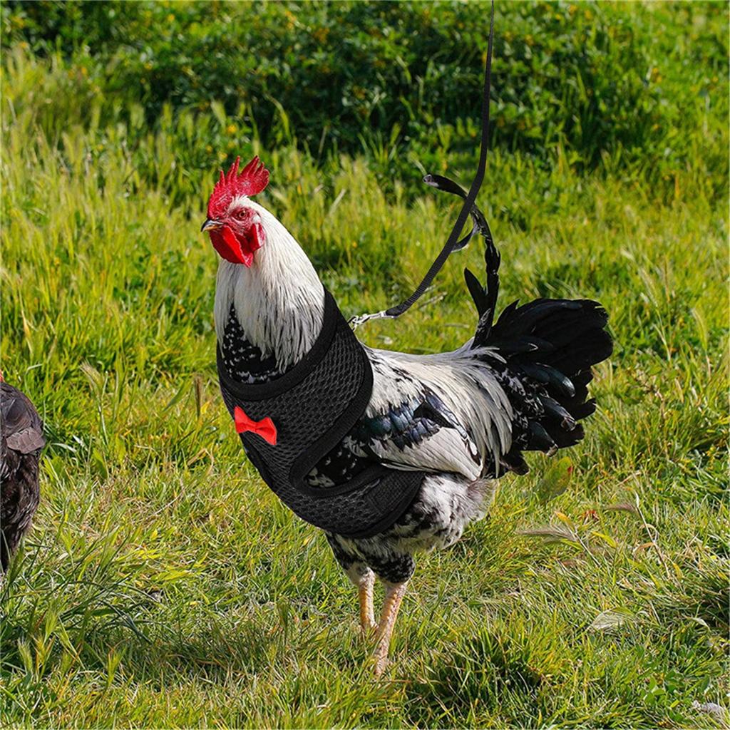  Chicken Rope With Leash And Matching Belt,Comfortable Hen Pet Vest