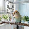 Wear-resistant Metal Bird Chain Bells Toys Bite Resistant Bird Cage Hanging Toy  Small Medium Birds