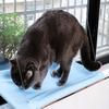 Four Seasons Pet Bed Suction Cup Cat Hammock Window Sill Hanging Cat Hammock Removable and Washable Cat Bed