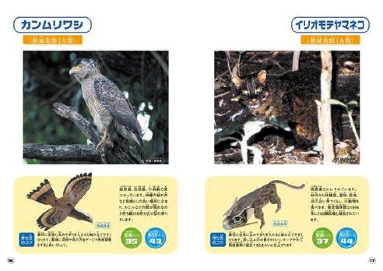 Rzadkie Naucz się i Twórz Rzemiosło Papierowe z 12 Czerwonymi Stworzeniami Stworzenia Okinawy Wybrane na podstawie Danych