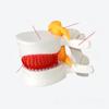 Genuine Lumbar Spine Protrusion & Vertebra Pathology Model