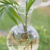 2 Pcs Wall Hanging Terrariums Planter for Hydroponics Plants Clear Propagation Station Wall Mounted Flower Vase for Home Office Living Room