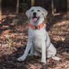 Adjustable Dog Collar with Sturdy Nylon Handle Heavy Duty for Dog Training Keep Your Pet Safe Breathable Material