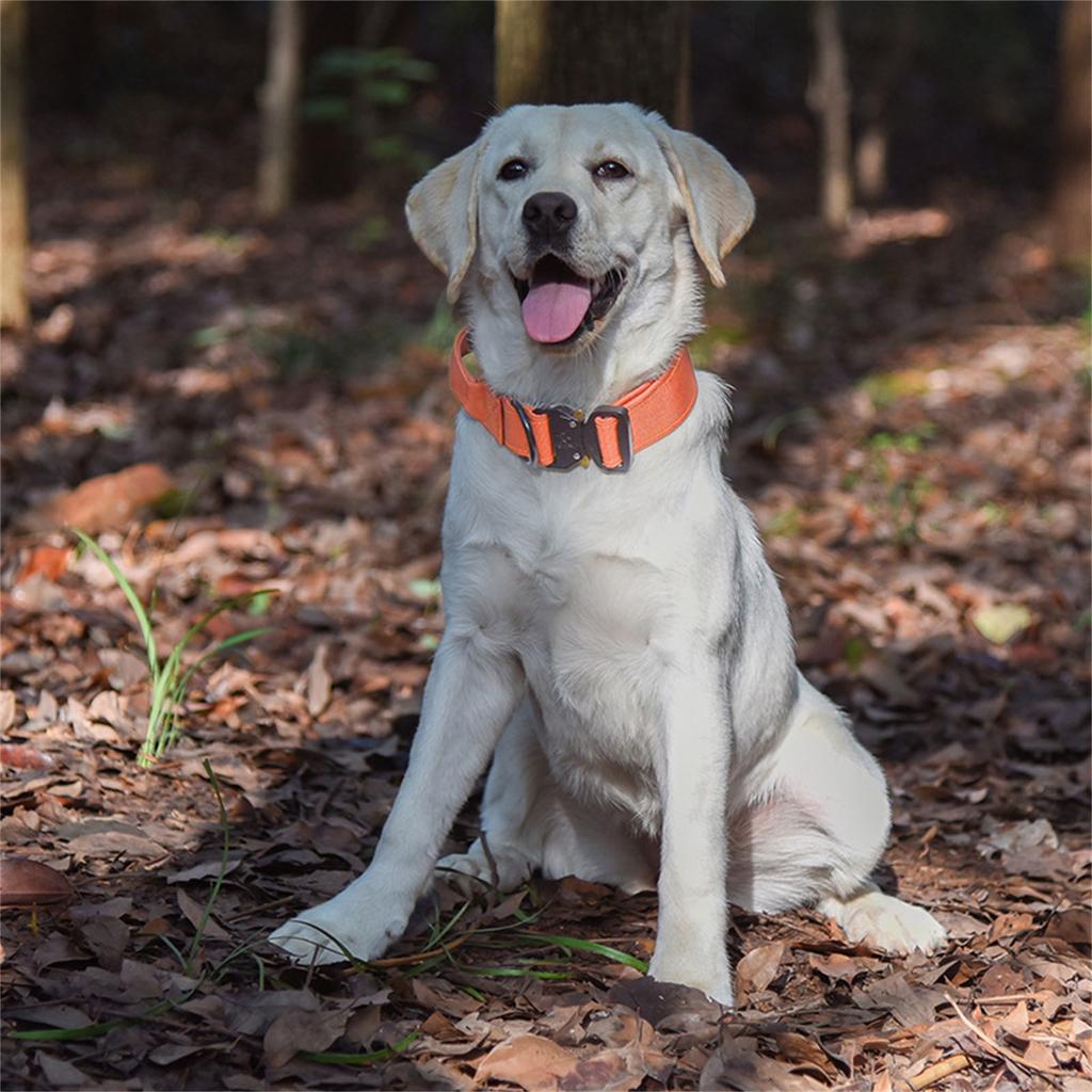 Adjustable Dog Collar with Sturdy Nylon Handle Heavy Duty for Dog Training Keep Your Pet Safe Breathable Material