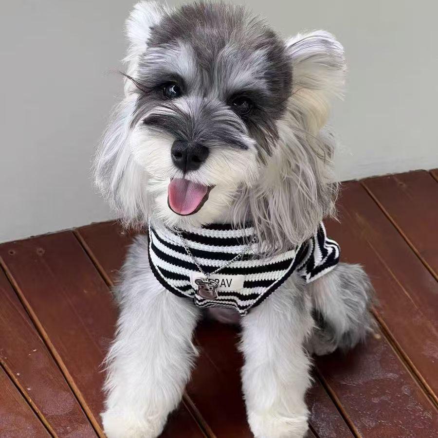 Breathable Striped Summer Vest for Small Dogs: Schnauzer, Yorkshire Terrier, Teddy