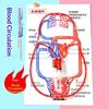 Human Body Circulatory System Model Diy Science Experiment Kit Kids Educational Toy For School Biology Teaching Learning