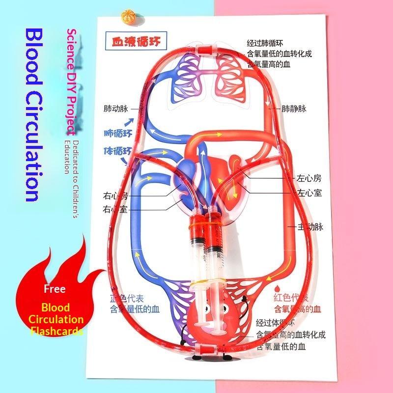 Human Body Circulatory System Model Diy Science Experiment Kit Kids Educational Toy For School Biology Teaching Learning