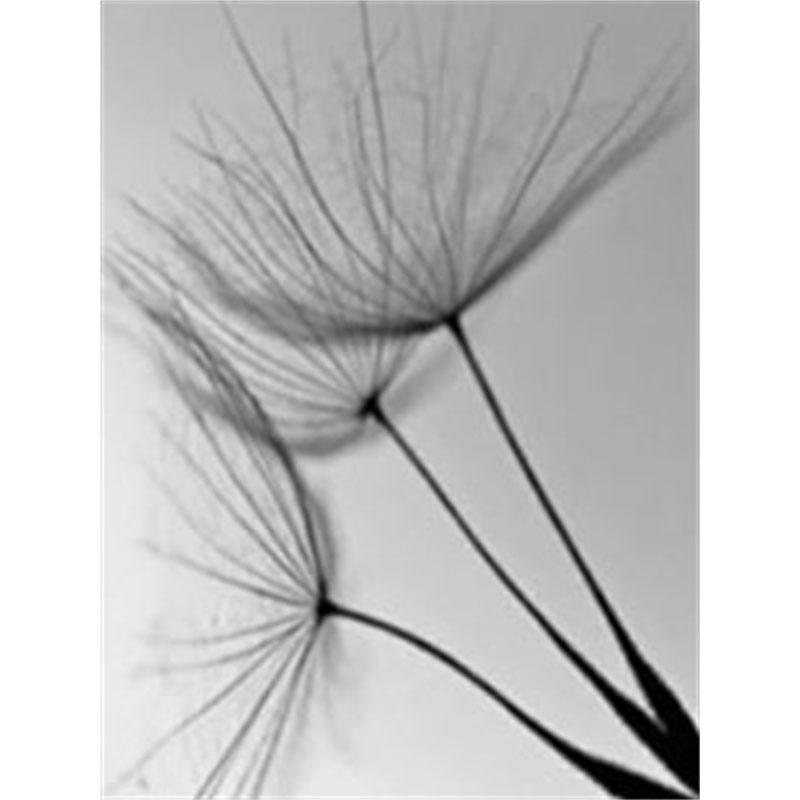 Diamantmalerei zum Selbermachen, Schwarz-Weiß-Pusteblume, Kreuzstich-Set, Mosaikkunst, Diamantmalerei, voller Kreis/Quadrat-Diamant, Heimdekoration