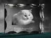 Turkish Angora – Crystal with a cat picture, glass statuette with a picture | Art-Dog