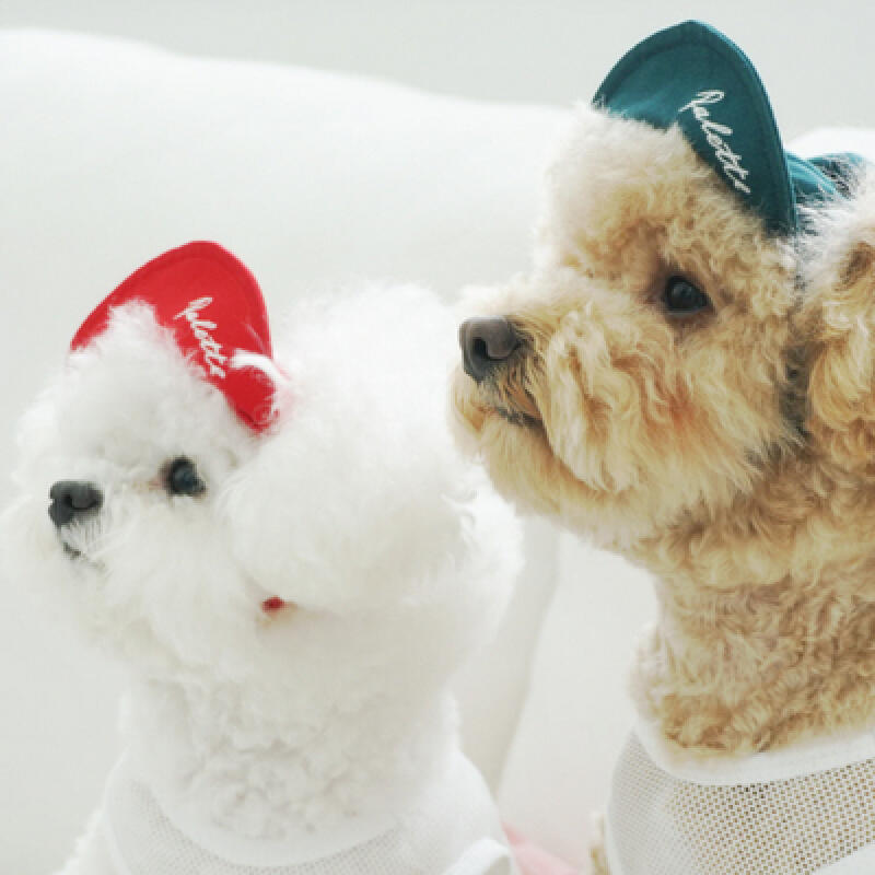 

Palette Snapback _ Dog Hat Dog Snapback Purple/L