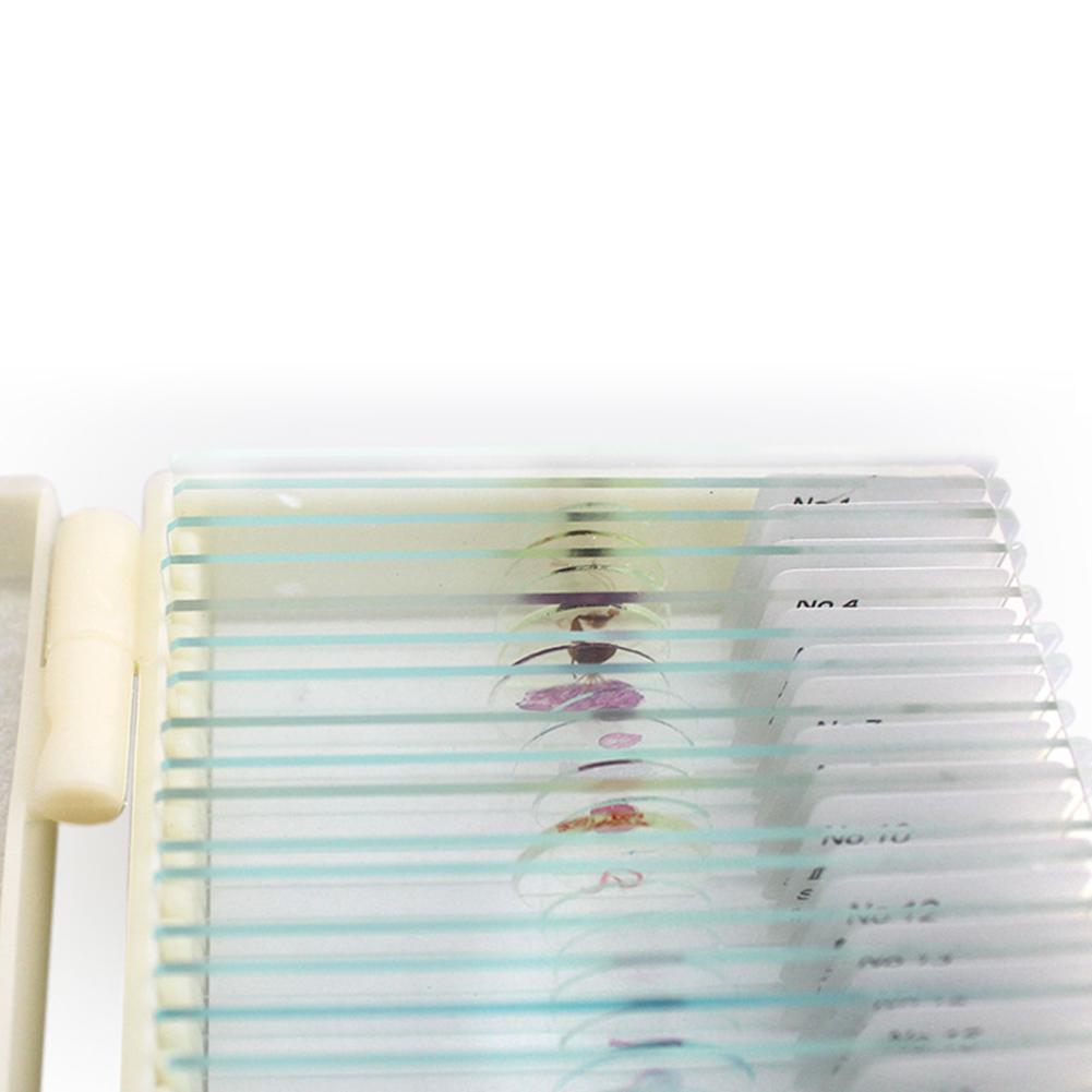 Microscope Specimen Slides for Kids with Educational Biology Focus