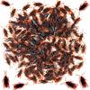 15/5pc Simulated Cockroaches Realistic Fake Cockroaches In Plastic Models Fun Props For Halloween April Fool's Pranks Small Bugs
