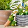 4Pcs Self Watering Globes Frog Design Clay Slow Release Plant Waterer Automatic Flower Watering Spikes