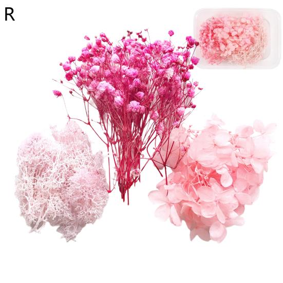 Artă populară Floare uscată Moale Vii Estetică