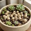 20Pcs Mini Skulls Small Skeleton Head Realistic Crafts Halloween Garden Bonsai Courtyard Flowerpot Decor