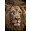 Black White Animals Art Lions Oil Painting Canvas Art Posters and Prints Wall Pictures for Living Room Home Wall Decor