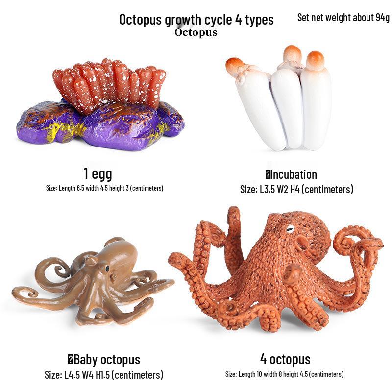 Frog Life Cycle Model Set: Tadpole to Frog Educational Toys for Kids