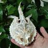 Peixes e animais aquáticos – Decoração de aquário