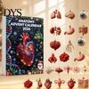 Christmas Tree Pendant 2026 Anatomy Advent Calendar, 24-Day Body Organ Ornament Set, Human Anatomical Calendar for Kids Hanging Decor Tree,