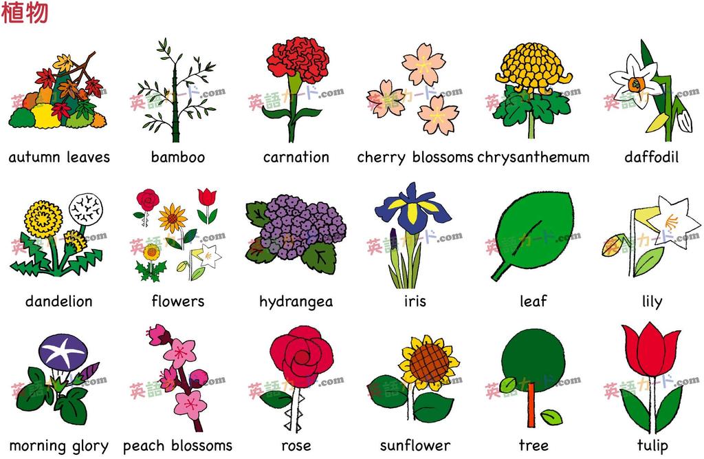 English word cards Flashcards, (Plants) B5 size