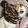 Pompom Pet Hat Dog Warm Hat Warm Drawstring Adjustment Winter Leisure Dog Hat