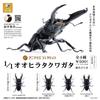 Genuine Gacha Scale Model Simulation Insect Model Collection Piece of A Giant Flat-bottomed Beetle Insect Model